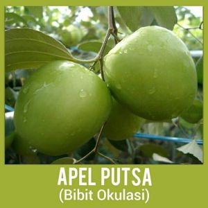 Apel futsa sudah berbuah/bibit apel futsa super jumbo