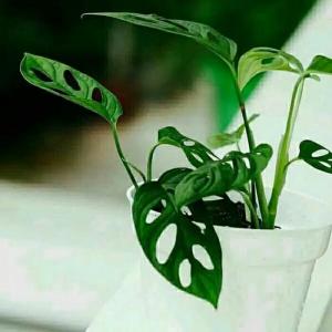 tanaman philodendron janda bolong janbol COD tanaman media air
