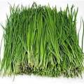 Daun Kucai Segar 1 kg. 
