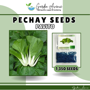 PECHAY PAVITO SEEDS (1350 seeds) HYBRID/30DAYS HARVEST/EASY TO GROW/MORE PROFIT