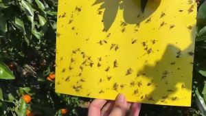 500PCS Double Sides Yellow Sticky Trap Insect Sticky Yellow Board Strong Sticky for Pest Protect fruit tree
