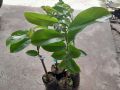 Cây giống Mãng Cầu Xiêm Thái ( mãng cầu gai), cây giao như ảnh chụp. 