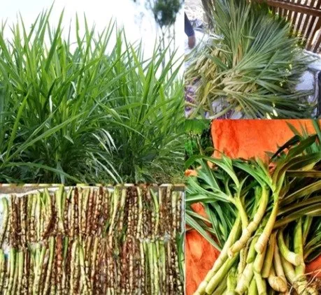 Benih Bibit Rumput ODOT KOLONJONO RUMPUT GAJAH Rp. 500 Perbatang Rumput ...
