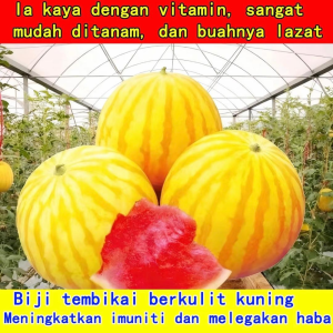 Biji tembikai kuning Sesuai untuk ditanam di balkoni pasu bunga atau terus di dalam tanah boleh ditanam sepanjang tahun Benih tanaman rumah taman