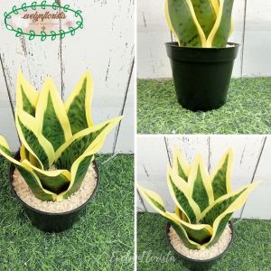 TANAMAN ARTIFICIAL DAUN LIDAH MERTUA X8 MINI VARIASI POT HIASAN MEJA KANTOR