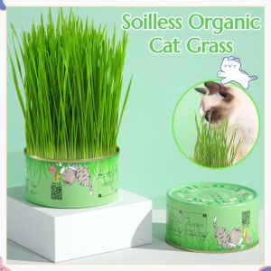 Canned Cat Grass Kit Hydroponic Plant Hairball Remedy Pet Supplies Organic Wheat Grass Seeds with Tray Kucing
