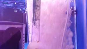 Hạt Kaldnes vật liệu lọc nước hồ cá bể cá cảnh (100gr)