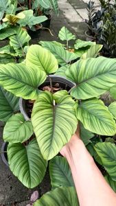 เสน่ห์จันทร์ SP / หมอลอมฮ์เน่ กระถาง 8 นิ้ว *ราคาสูง* *ไม้สีเขียว* *สำรองเสริม