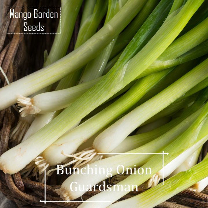 Guardsman Bunching Onion Seeds - 100 Seed *pot Friendly* Tanam Pasu 