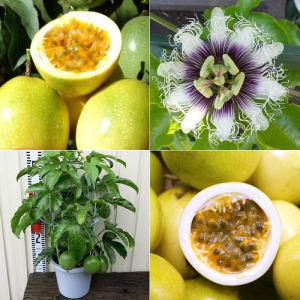 Hạt giống chanh dây vàng ngọt -gói 20 hạt-gieo trồng quanh năm