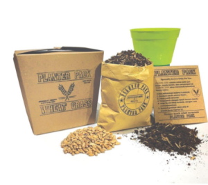 Paket Lengkap Rumput Kucing / PLANTER PACK / Pot + Media Tanam + Biji Gandum + Semprotan + Panduan