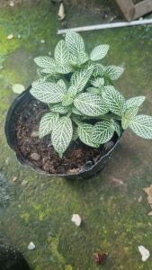 CHẬU NHỰA CÂY CẨM NHUNG FITTONIA XR (cao 3cm) lọc không khí Cây Tươi Nguyên