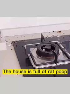 [Rat Killer]Powerful Non-toxic Mouse repeller Rodent repellent Cream.Smell the smell and dare not approachNo chemicalsRepel mice Repel flies Repel cockroaches Repel mosquitoes Repel termites and Repel snakes Anti mice Rodenticide Repellent Cream