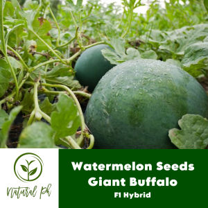 Watermelon Seeds F1 Hybrid (Giant Buffalo) 25 Seeds