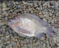 FISH - (500g-700g) Ikan Tilapia Hitam 黑非洲鱼 Freshwater fish, no mud taste, recirculating bio system water pond raised, 100% pallet fed [GROSS WEIGHT BEFORE CLEANING, NET WEIGHT AFTER DEGUT & DESCALE - 350-500g]. 