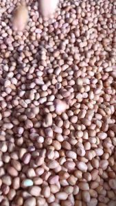 บรรจุ 1 กก ถั่วลิสง ไซส์จัมโบ้ คัดเกรด ถั่วลิสงดิบ เป็นมิตร ถั่วเมล็ด ถั่วลิสงดิบ ถั่วลิสง ถั่วจีน ถั่วลิสง ถั่วเคียง