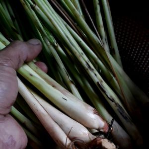Jual Sereh Serai Berkualitas Tinggi 500 Gram