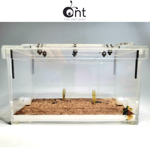 The Wilderness Outworld - Version 1 - Ant Keeping Keeping Ants Ant Outworld Ant Hill Ant Formicarium Empire Of Ants