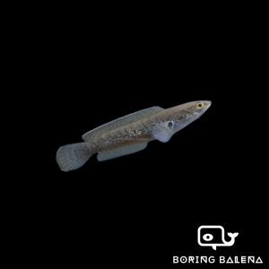 BRBN Channa Stewartii - Assamese Snakehead - Channa - Snakehead - Ikan Channa - Aquarium Freshwater Fish / Ikan Air Tawar