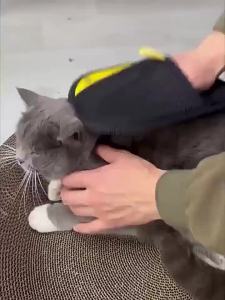 Pet Cat Hair Remover Electrostatic Hair Removal Gloves Sticky Hair Artifact Dual-Directional Hair Brush Hair Scraper AdsorptionCare Essential [ Free Shipping ]