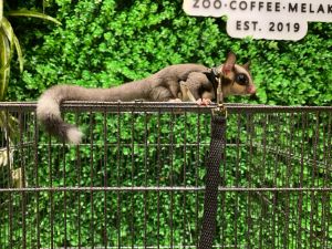 Sugar glider leash (polyester)