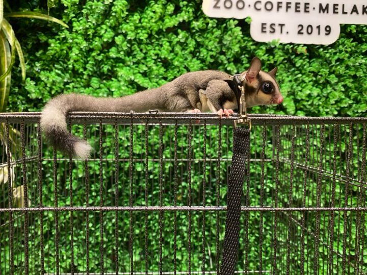 Sugar glider leash (polyester) Lazada