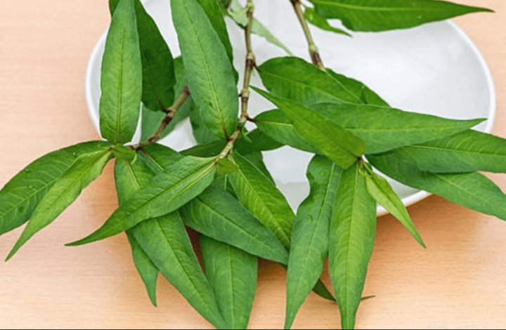 HẠT GIỐNG RAU RĂM