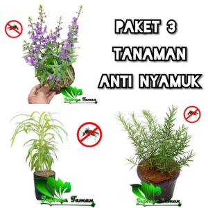 Paket 3 Pcs Tanaman Anti Nyamuk / Tanaman Lavender / Zodia / Rosemary /Tanaman Pengusir Nyamuk Murah