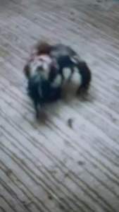 ไข่ไก่ชน ลูกมณีเเดงเเชมป์ 22ล้าน เจ้าหมาบ้า กับ ยาที่ ผัก บุหรี่ ผสม 200 กัน