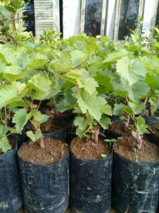 BIBIT MURAH ANGGUR RAMBUT 🌱Anggur Rambat import Berbagai Macam Jenis Dan Ukuran Dari Yang Buahnya Warna Hijau Merah Kuning Hitam Ungu Pink Coklat dll