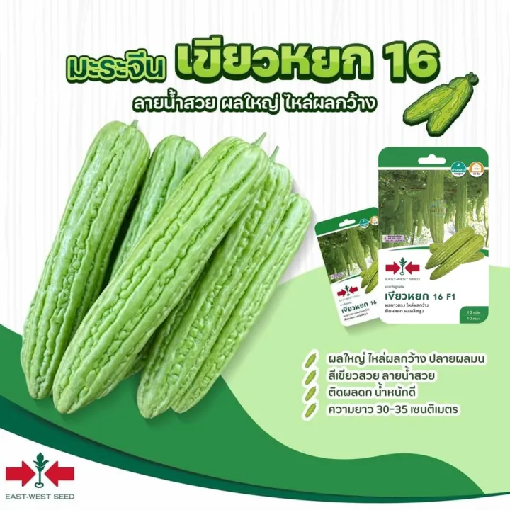 เมล็ดมะระจีน เขียวหยก16 ตราศรแดง ผลยาว สีเขียวสวย