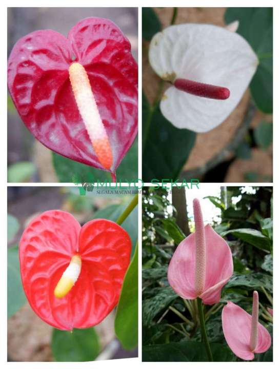 cy leaf philodendron Buy Philodendron Brasil