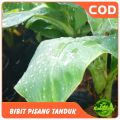 Bibit pisang tanduk /agung lumajang isi 2 bibit.. 