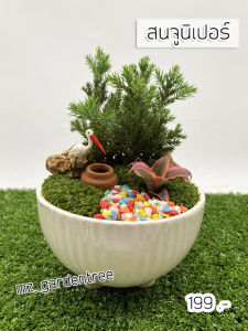 สวนถาดไม้มงคล สนจูนิเปอร์แคระ กระถางสามขา 3.5 นิ้ว