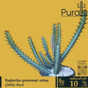 ต้นยูโฟร์เบีย ยูโฟร์เบีย กรีนเวย์ Euphorbia greenwayi  #เมล็ดพันธุ์พืช #กระถาง #Euphorbia