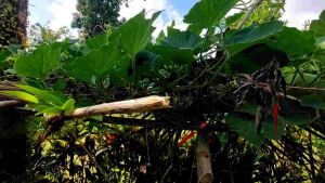 Upo Salakot 3 Pcs Seeds Binhi Pantanim: Native Philippine Plants & Tropical Gardening