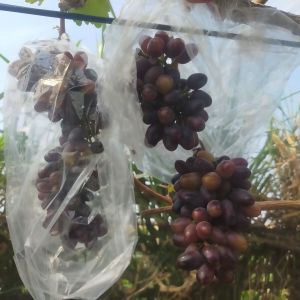 VALID bibit anggur akademik ASLI batang besar