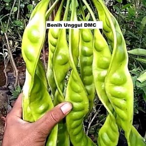 Bibit Pete Jumbo Tanaman Petai Super Okulasi Cepat Berbuah