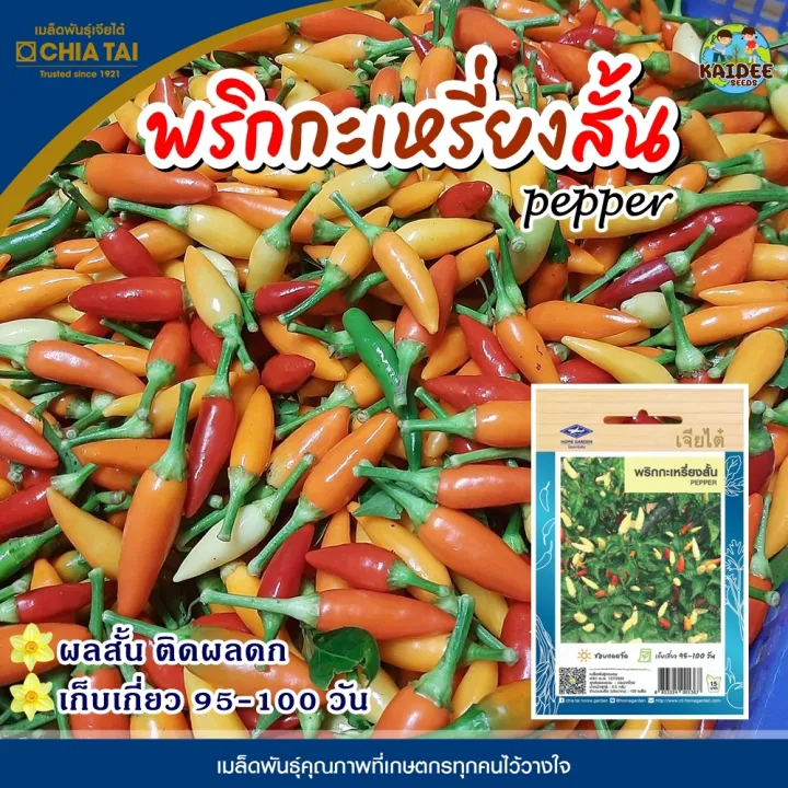 เมล็ดพริกกะเหรี่ยงสั้น เจียไต๋ ปลูกง่าย