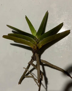 Lan rừng quế tím hoa có hương thơm dễ chăm sóc