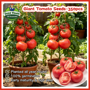 Fast Growing 350pcs Giant Red Tomato Seeds for Sale High Yield Apollo Tomato Seeds for Planting Vegetables Organic Floradade Vegetables Seeds for Gardening Balcony Bonsai Tomato Plant Seed Fresh Tomato Seedlings Tomato Kamatis Condor Seeds for Beginners