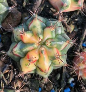 Xương rồng gym lem Carnelian