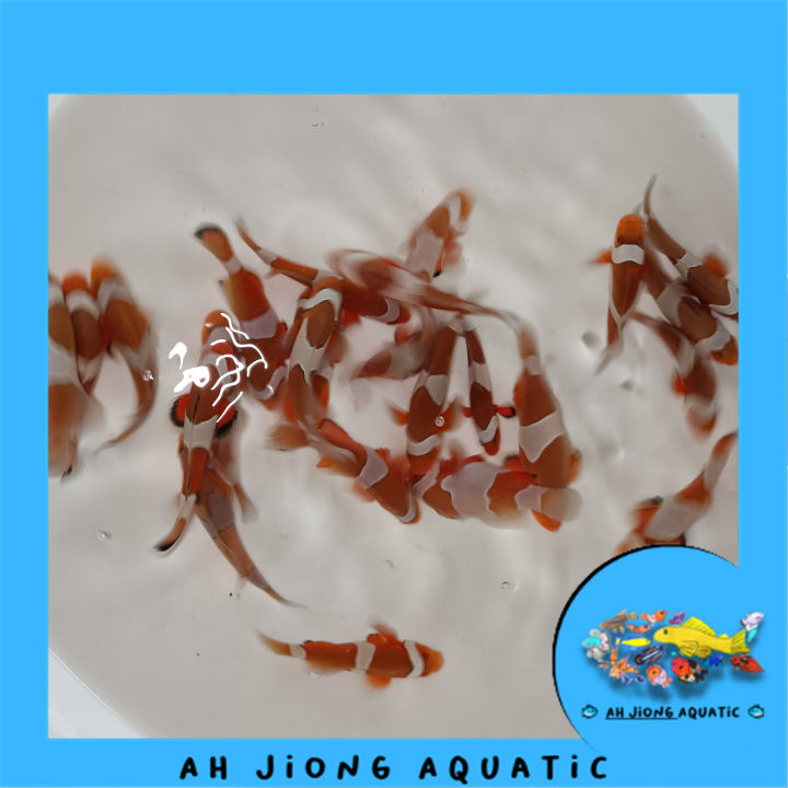 [Ah Jiong Aquatic]——Nemo hybrid , Clownfish hybrid 本地繁殖混血小丑鱼 | Lazada