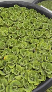 (BUY 7 FREE3 ) 1 pc ANAK Kiambang Rose 2cm kiambang ros Water Lettuce (Floating plant) kiambang ros guppy betta suka sangat