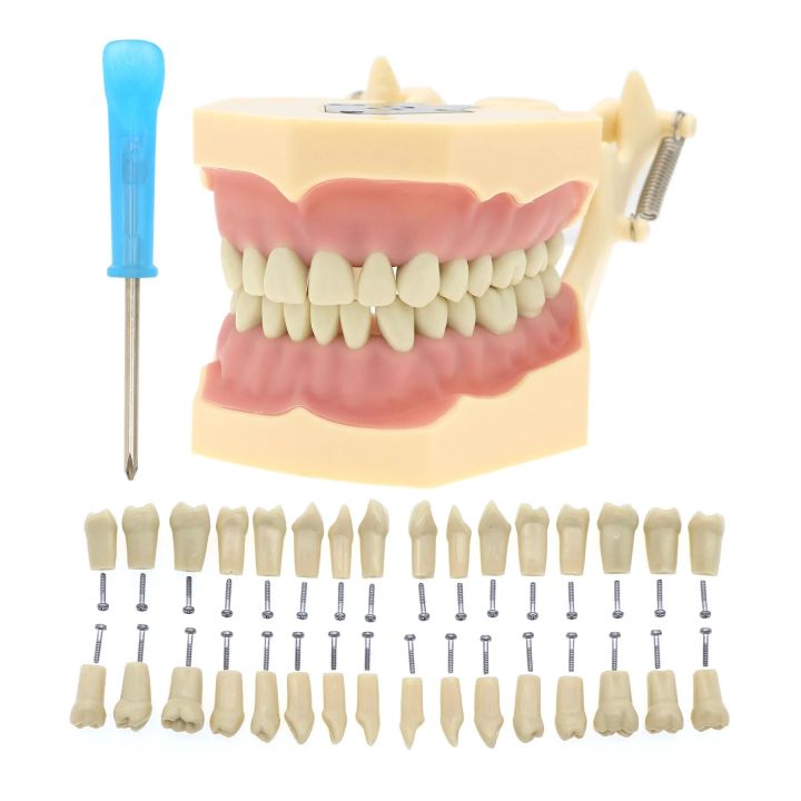【Versatile】 Frasaco Ag3 Type M8014-2 32pc Marked Teeth Restorative ...