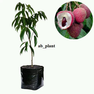 Bibit Leci Kom Merah Super Cepat Berbuah jumbo
