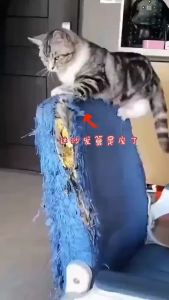 ที่ลับเล็บแมว+แคทนิป อ่างลับเล็บ ของเล่นแมว ที่นอนแมว 2 in 1 แผ่นลับเล็บ ที่ฝนเล็บสัตว์เลี้ยง