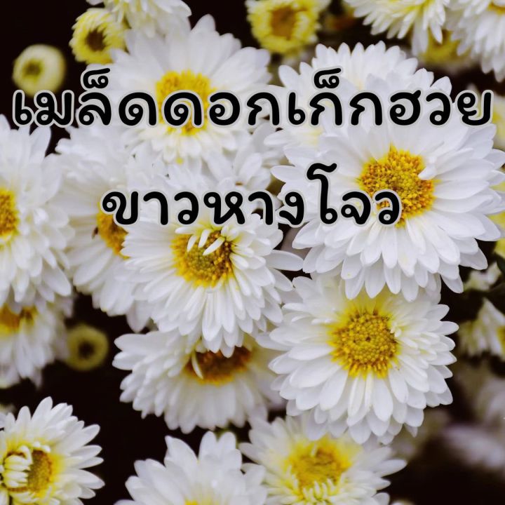 เมล็ดพันธุ์ดอกเก๊กฮวยขาวหางโจว (杭白菊花种子) สายพันธุ์พรีเมียมจากจีน สำหรับ ...