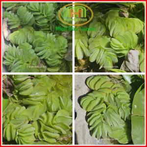 Bèo tai chuột lớn thả hồ cá trang trí combo 10 chùm ngẫu nhiên [Bình Dương]