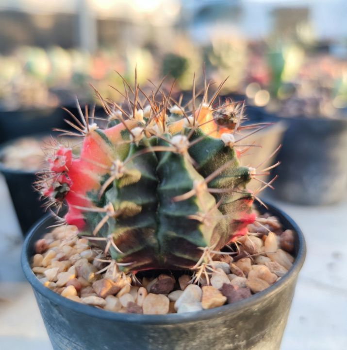 Gymnocalycium mihanovichii variegata | Lazada.co.th